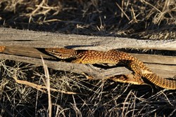 One of the two small goannas