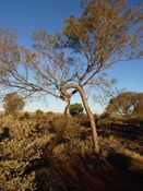The bush about our island refuge.