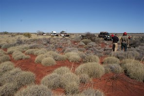 Al's mystery crater - A circular patch of spinifex.