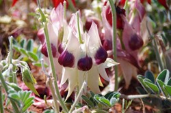 My favourite - white with purple centre