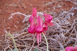 Pink with dark pink spots