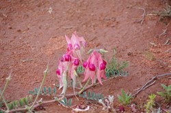 Two shades of pink