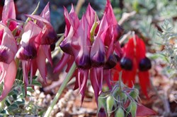 Dark purple centre with light purple over the rest of the flower