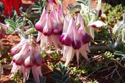 Purple centre with dusty pink all over