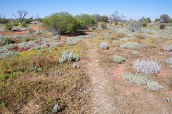 A well worn path means there will be other colours to find