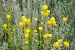Other colours of Roxby Downs