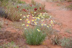 Other colours of Roxby Downs