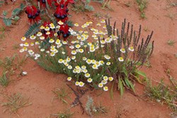 Other colours of Roxby Downs