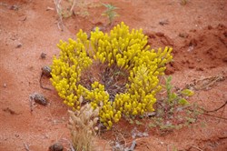 Other colours of Roxby Downs