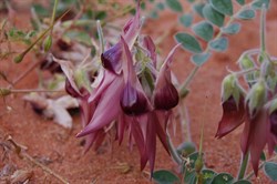 Our first non red Sturt Desert Pea