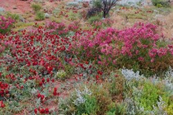 Other colours of Roxby Downs