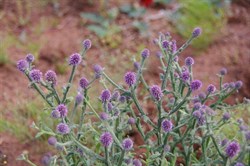 Other colours of Roxby Downs