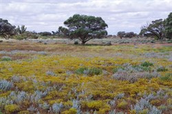 Other colours of Roxby Downs