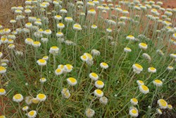 Poached Egg Daisies