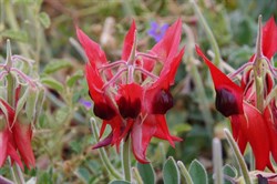 Quite pale red with dark brown centre