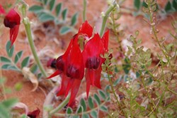 Pale red with pale brown centre