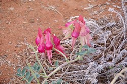 Two shades of pink