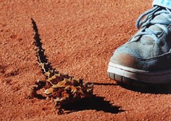 Thorny Devil