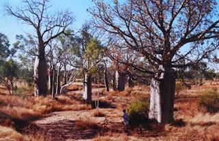 our first encounter with boabs