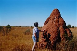 termite mounds