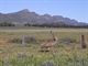Emu at Flinders Ranges