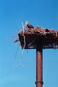 Sea Eagle and nest