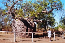 Prison tree near Derby