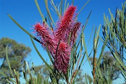 The first of the Anne Beadell flowers