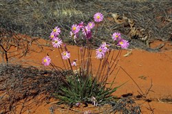 Anne Beadell wild flowers