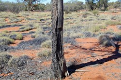 This Black Oak was used to make 2 Woomera's