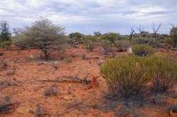 Back on track with this Aboriginal Marker stone