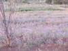 Flowers in the desert