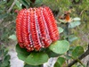 Brilliant red Banksia
