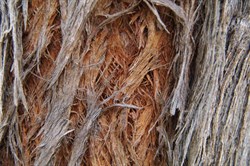 Close up showing the "Red Stingybark"