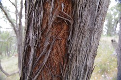 Red Stringybark