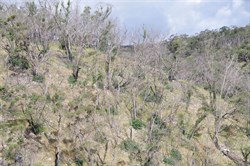 A closer look shows new regrowth on many of the burnt trees