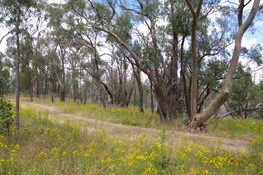 Red Stringybark and Blue Gum growing side by side