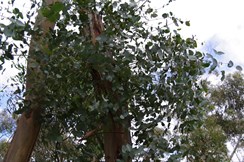 New Blue Gum Regrowth