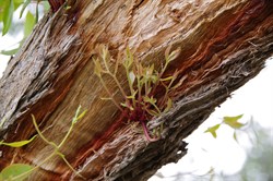 More new growth on another damaged Red Stringybark