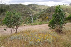 Blue Gum Lookout