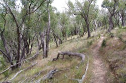 Cascades Trail