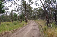 South Australian Blue Gums in Spring Gully Conservation Park