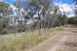 Wildflowers and Red Stringybark