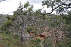 Red Stringybark near Spring Gully Waterfall