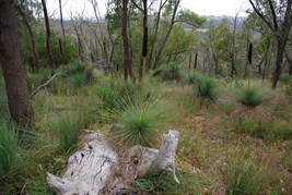 Yacca's are very common in Spring Gully Conservation Park