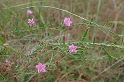 Spring Gully Wildflowers