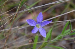 Spring Gully Wildflowers