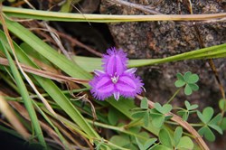 Spring Gully Wildflowers