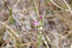 Spring Gully Wildflowers