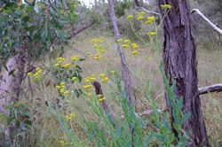 Spring Gully Wildflowers
